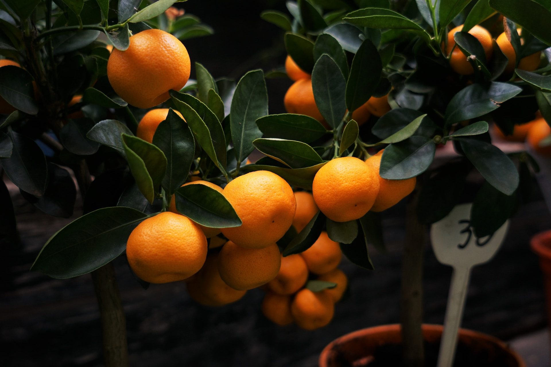 Orangen-Essig-Reiniger selbst gemacht Ein umweltfreundliches Putzmittel